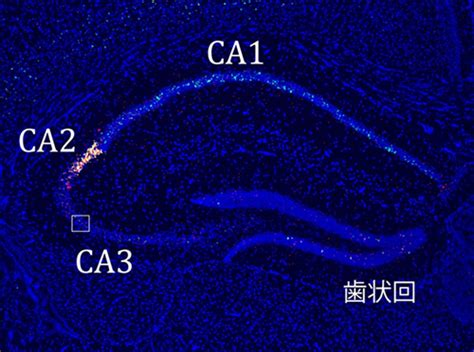 海馬回|小さな海馬CA2領域が記憶の固定に果たす大きな役割。